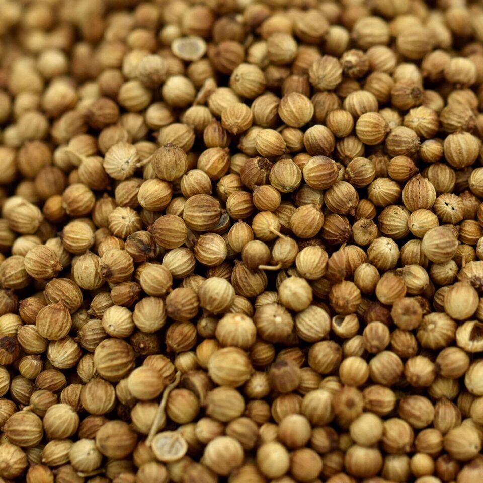 coriander
