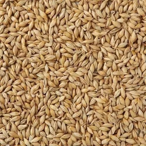 barley1
